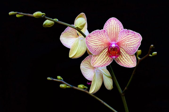 2_orchid_flash