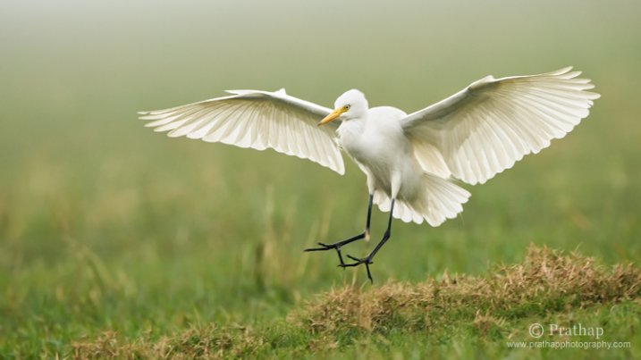 Great White Egret in Flight in Bharatpur Bird Sanctuary or Keoladeo National Park in Bharatpur, Rajastan