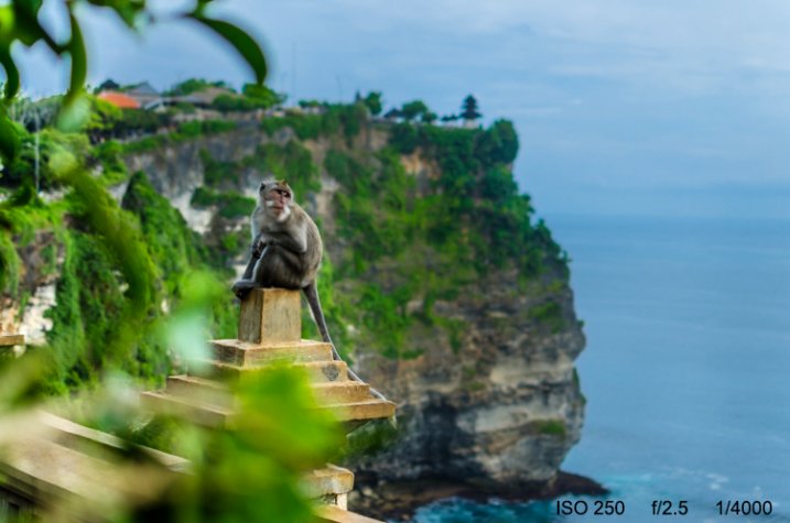 3-Uluwatu-Monkey-8427