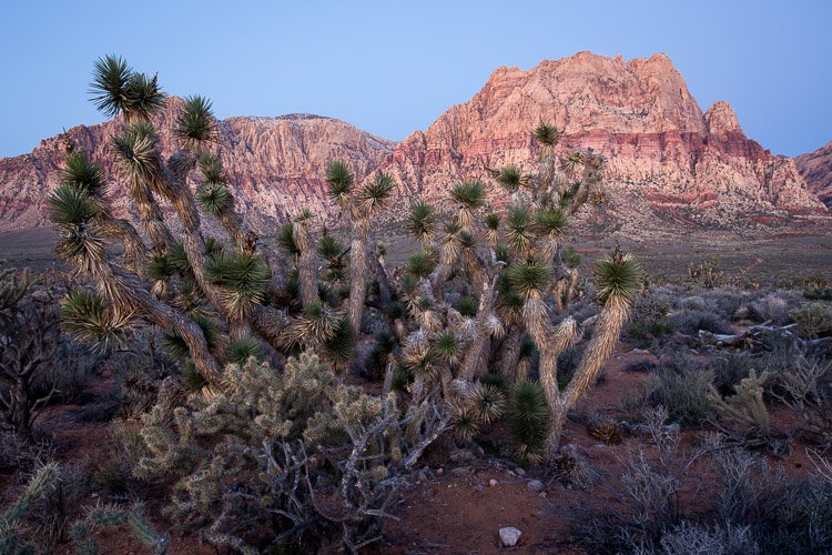 3_cactus