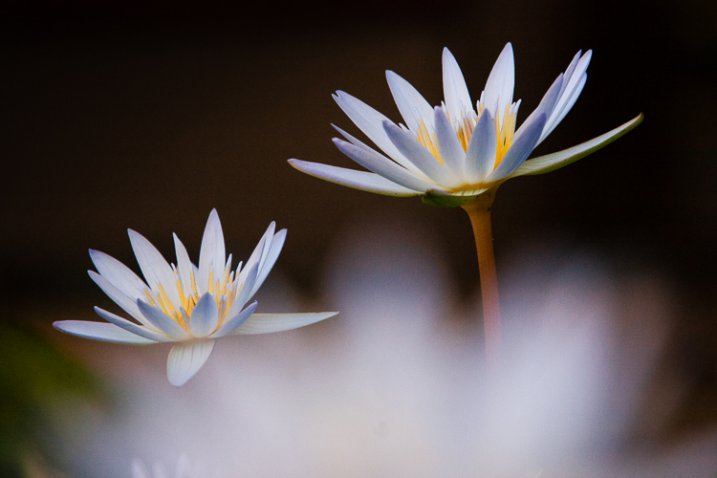 3_shoot_through_petals