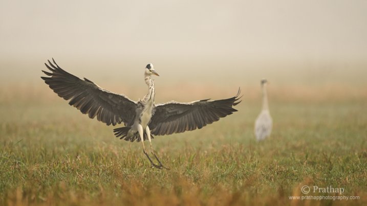 Grey Heron Landing on a Misty Morning in Bharatpur Bird Sanctuary in Bharatpur, Rajastan