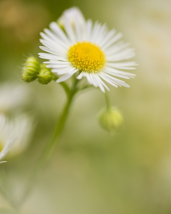 4_shoot_through_petals