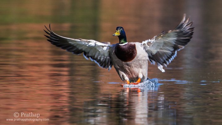Birds in Flight Photography