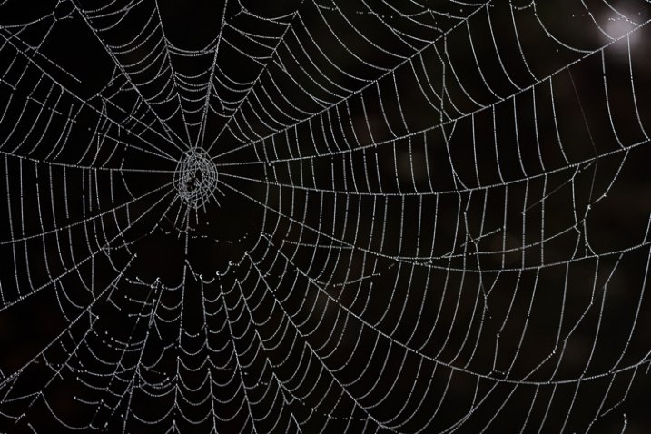 5_spiderweb