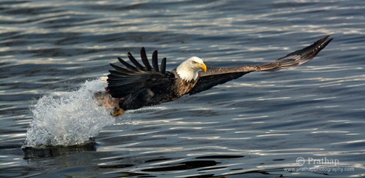 Birds in Flight Photography