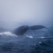 Weekly Photography Challenge â€“ Ocean Waves