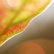 Getting Started with Abstract Macro Photography