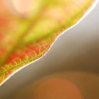Getting Started with Abstract Macro Photography