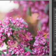 The Power of Keywording in Lightroom