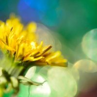 5 Macro Photography Tricks to Make Your Images Stand Out