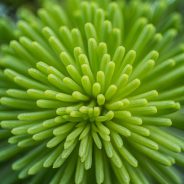 Backyard Macro Photography Safari