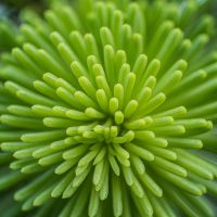 Backyard Macro Photography Safari