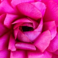 3 Ways to Try Macro Photography on a Budget