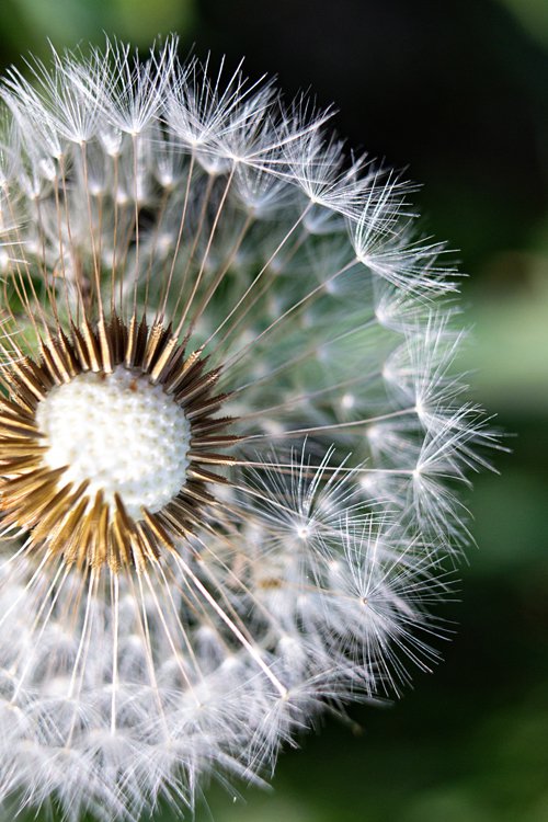 This image was taken with an 18-55mm kit lens + manual extension tubes.