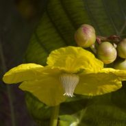 How to do More Unique Flower Photography