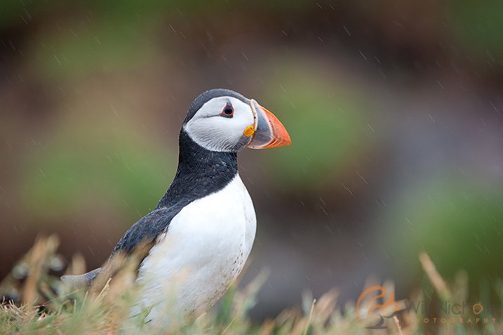 PuffinInRain