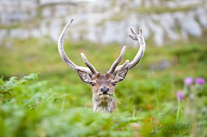 Red Deer Head