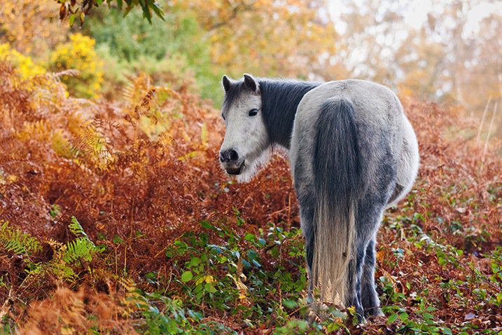 autumnpony750.jpg Autumnpony750