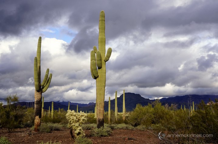 Stormy Day at Organ Pipe Cactus National Monument by Anne McKinnell