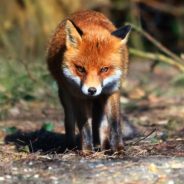 The 4 Ps â€“ Tips for Improving Your Wildlife Photography