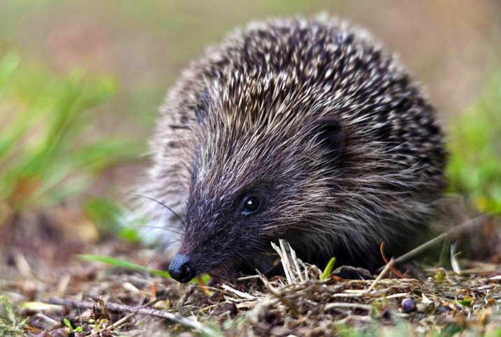 hedgehog750.jpg Hedgehog750