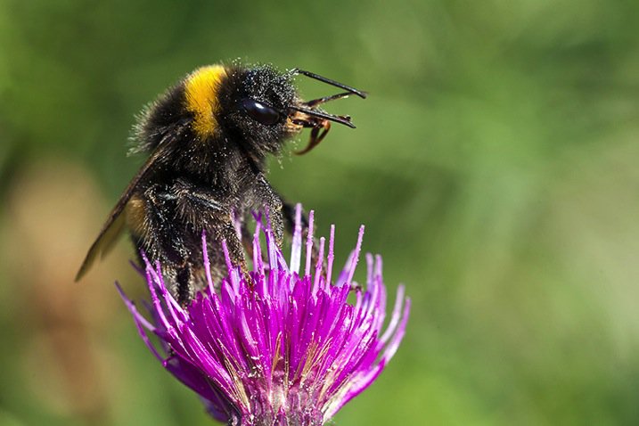 pollencoveredbee750.jpg Pollencoveredbee750