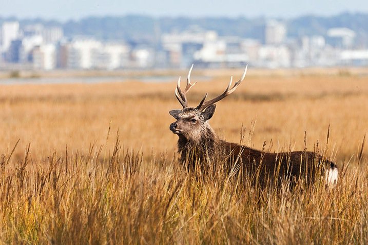 saltmarshstag750.jpg Saltmarshstag750