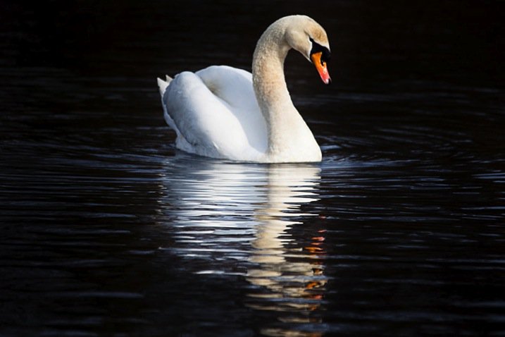 swanreflection750.jpg Swanreflection750