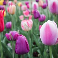 3 Secrets for Creating Beautiful Nature Photos