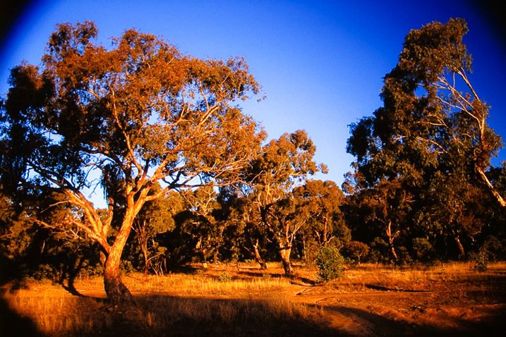 01 Copyright Beth Jennings Photography_Digital Photography School_Nature_transparency.jpg 01 Copyright Beth Jennings Photography Digital Photography School Nature transparency