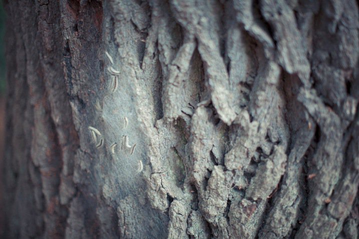 04 Copyright Beth Jennings Photography_Digital Photography School_nature-2229.jpg 04 Copyright Beth Jennings Photography Digital Photography School nature 2229