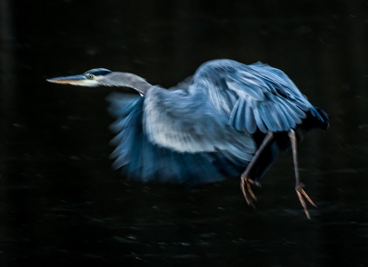 Great Blue Heron in Fight was the subject of this low light image. Exposure 1/250 of a second, f/5.6, ISO 1250. Here using the combination of slower shutter speed and a higher ISO to create the blur of the wings and panning to match the speed of the fight of the heron.