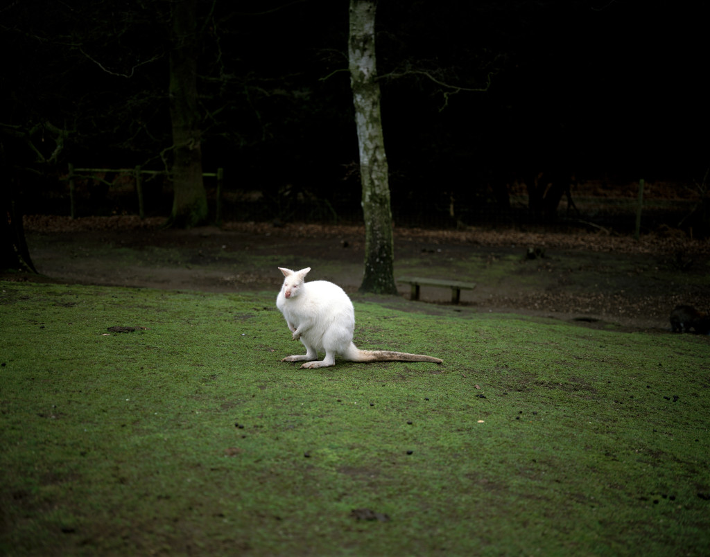 ALBINO