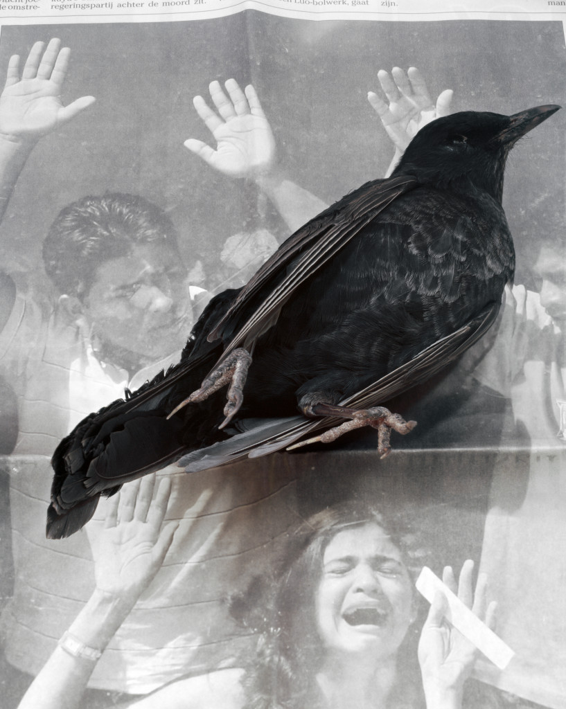 DEAD BIRD