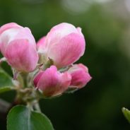 Lensbaby expands offerings to Fujifilm X mount