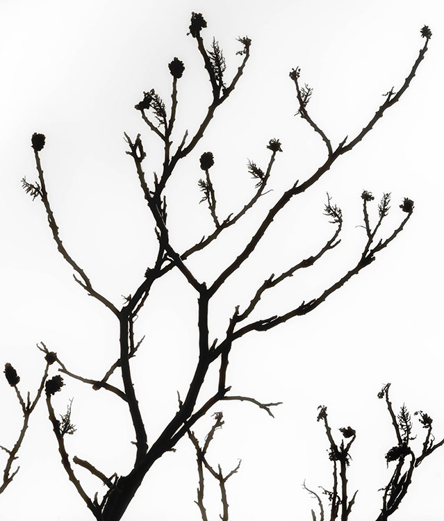 BobbyBaker_Winter Tree.jpg BobbyBaker Winter Tree