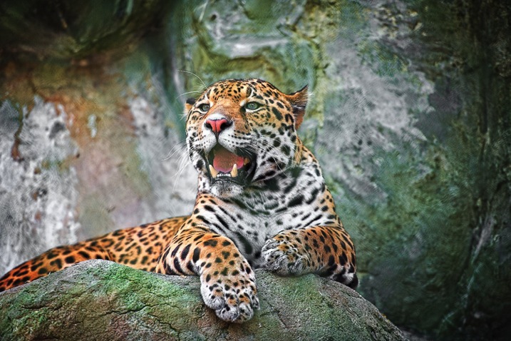 Jaguar.JPG Jaguar