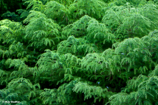 Cornwall_Park_KavDadfar