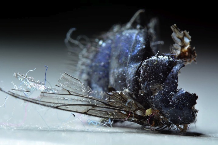 Rotten fly.jpg Rotten fly