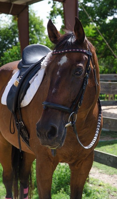 bowman_horse.jpg Bowman horse