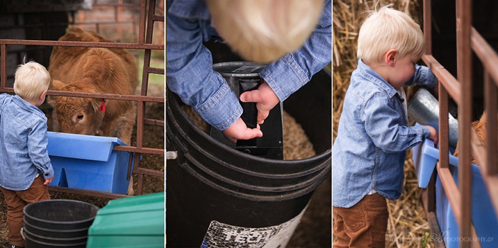 feeding cows boy.jpg Feeding cows boy