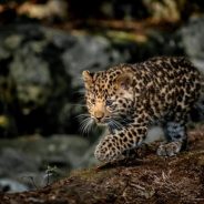 Marwell Wildlife Photographer of the Year contest now accepting entries