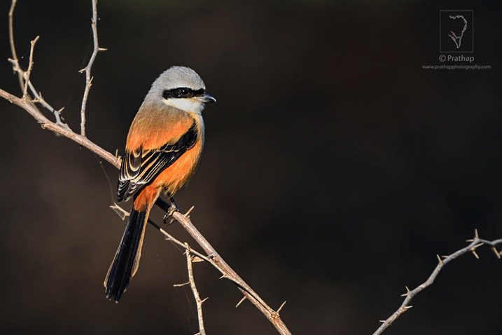 04-7-Photography-Tips-For-Beginners-by-Prathap-Photography-Nature-Phootography-Simplified.jpg.jpg 04 7 Photography Tips For Beginners by Prathap Photography Nature Phootography Simplified jpg
