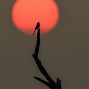 7 Incredible Tips for Beginner Photographers