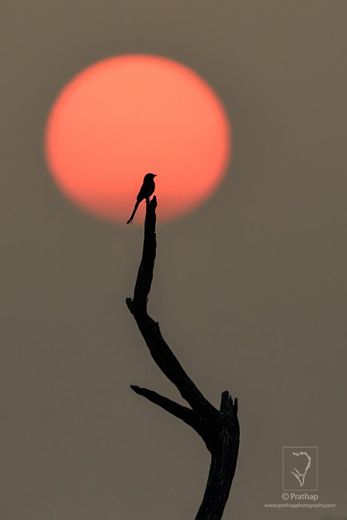 19-7-Photography-Tips-For-Beginners-by-Prathap-Photography-Nature-Phootography-Simplified.jpg 19 7 Photography Tips For Beginners by Prathap Photography Nature Phootography Simplified