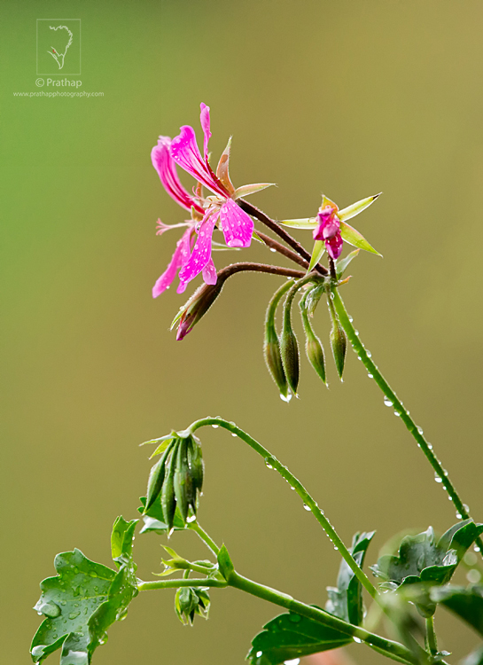21-7-Photography-Tips-For-Beginners-by-Prathap-Photography-Nature-Phootography-Simplified.jpg 21 7 Photography Tips For Beginners by Prathap Photography Nature Phootography Simplified