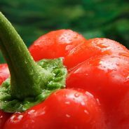 Weekly Photography Challenge – Bright Colors