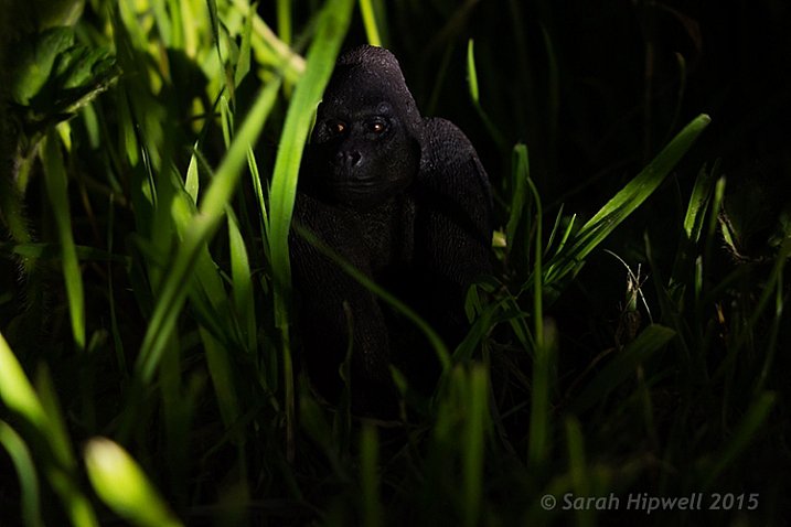 Gorilla-in-grass
