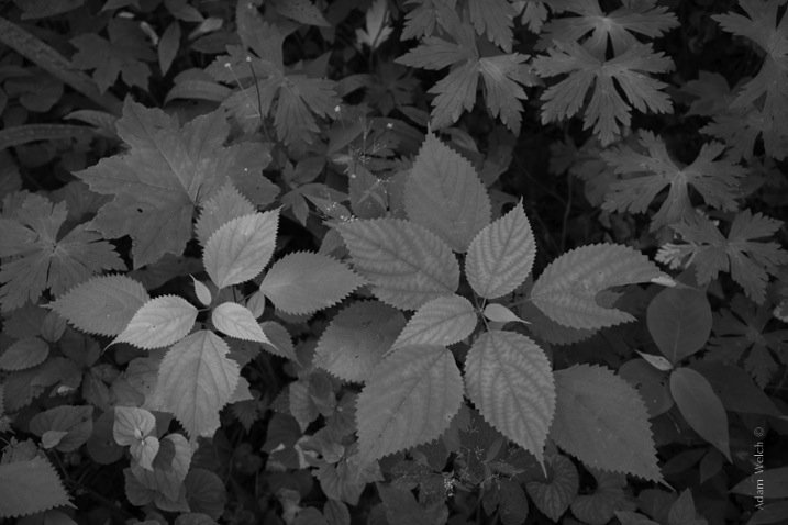 Grayscale.jpg Grayscale